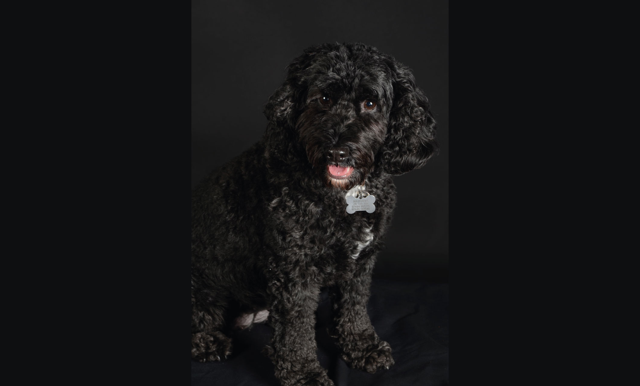a black curly dog sits