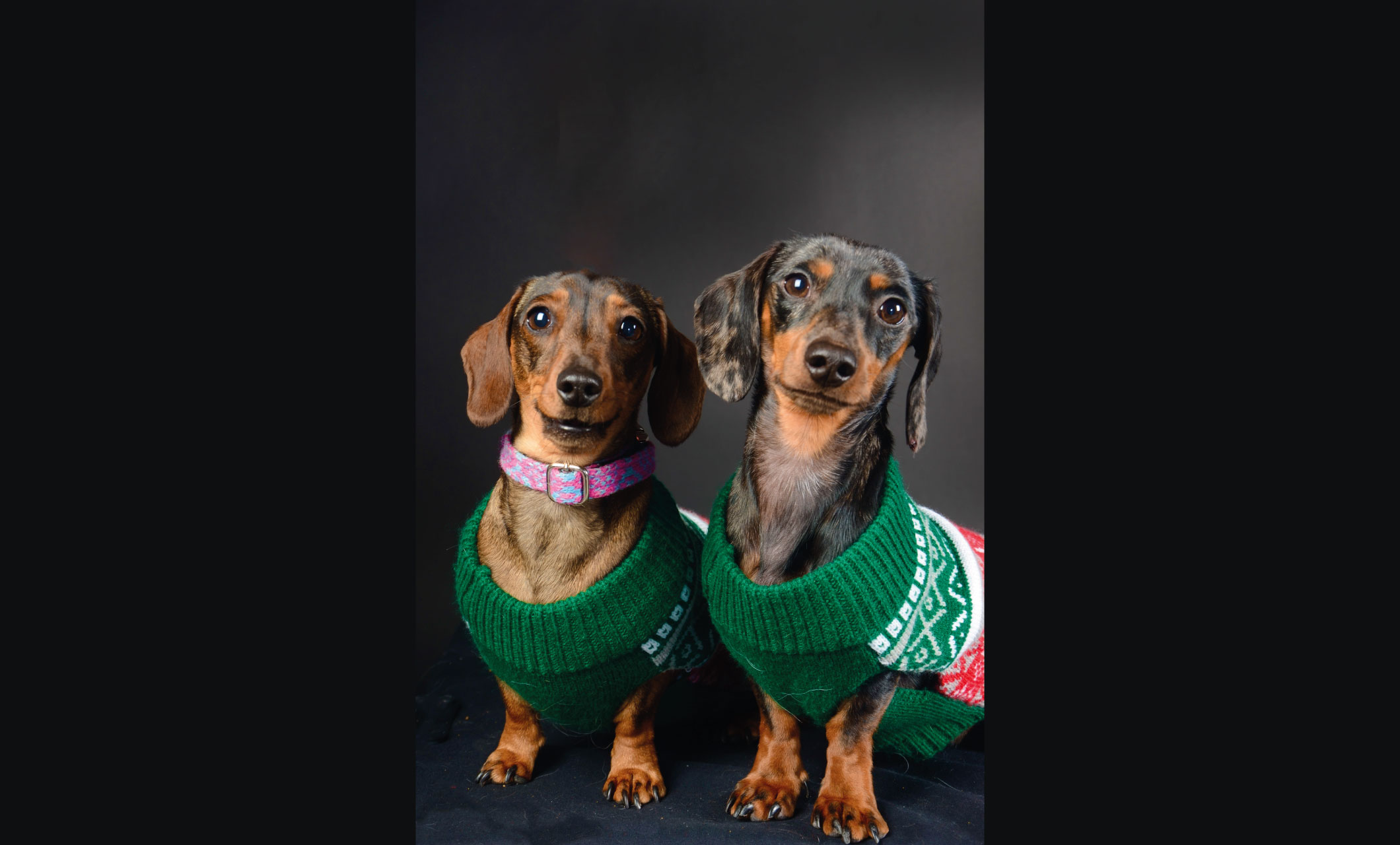 2 small dogs in jumpers look at camera