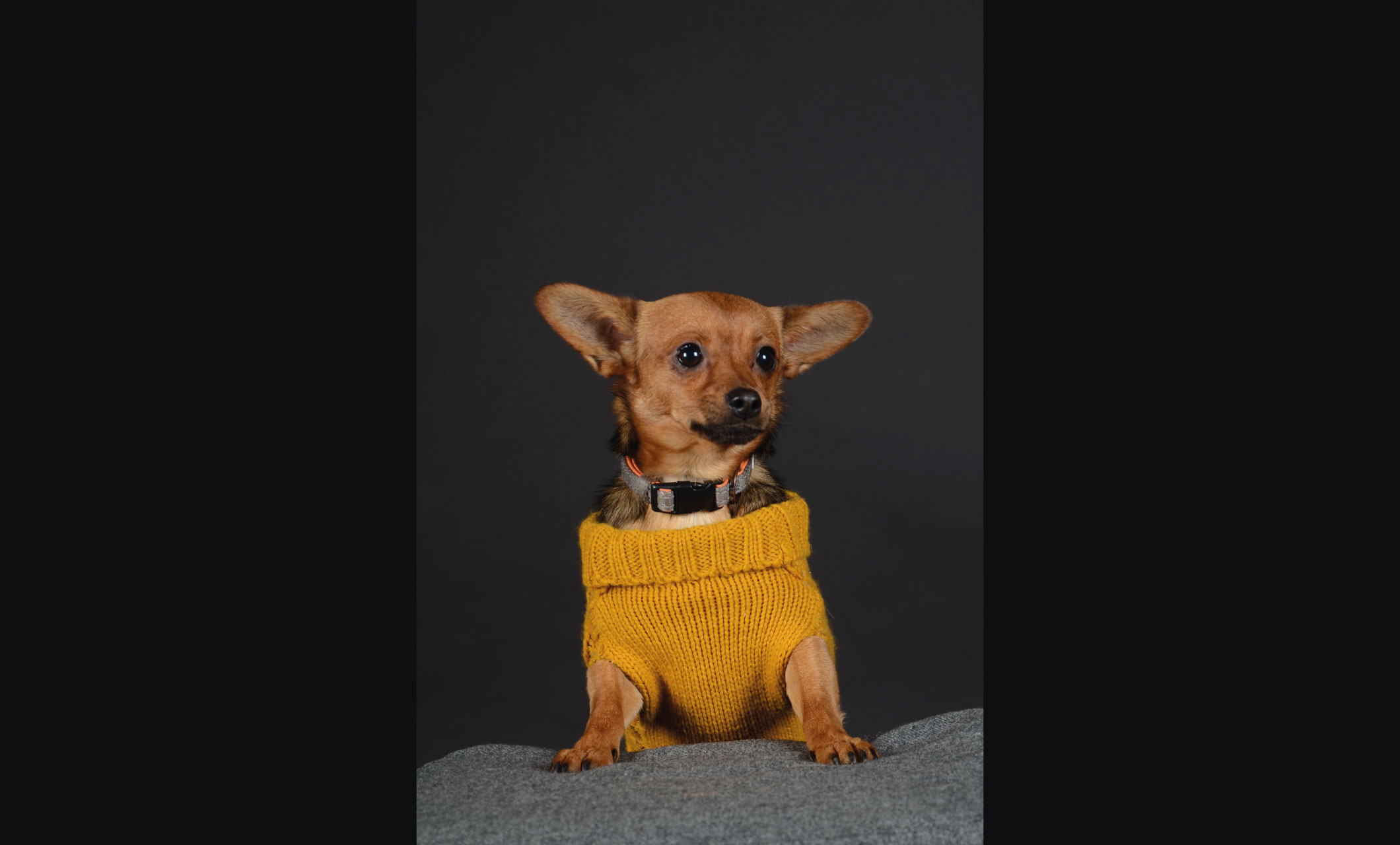 dog poses for camera in a jumper