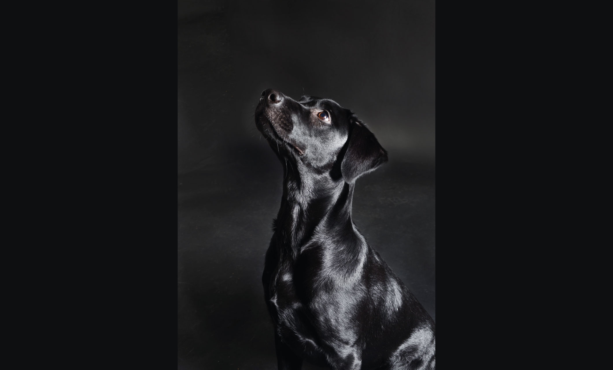 a black dog looks up