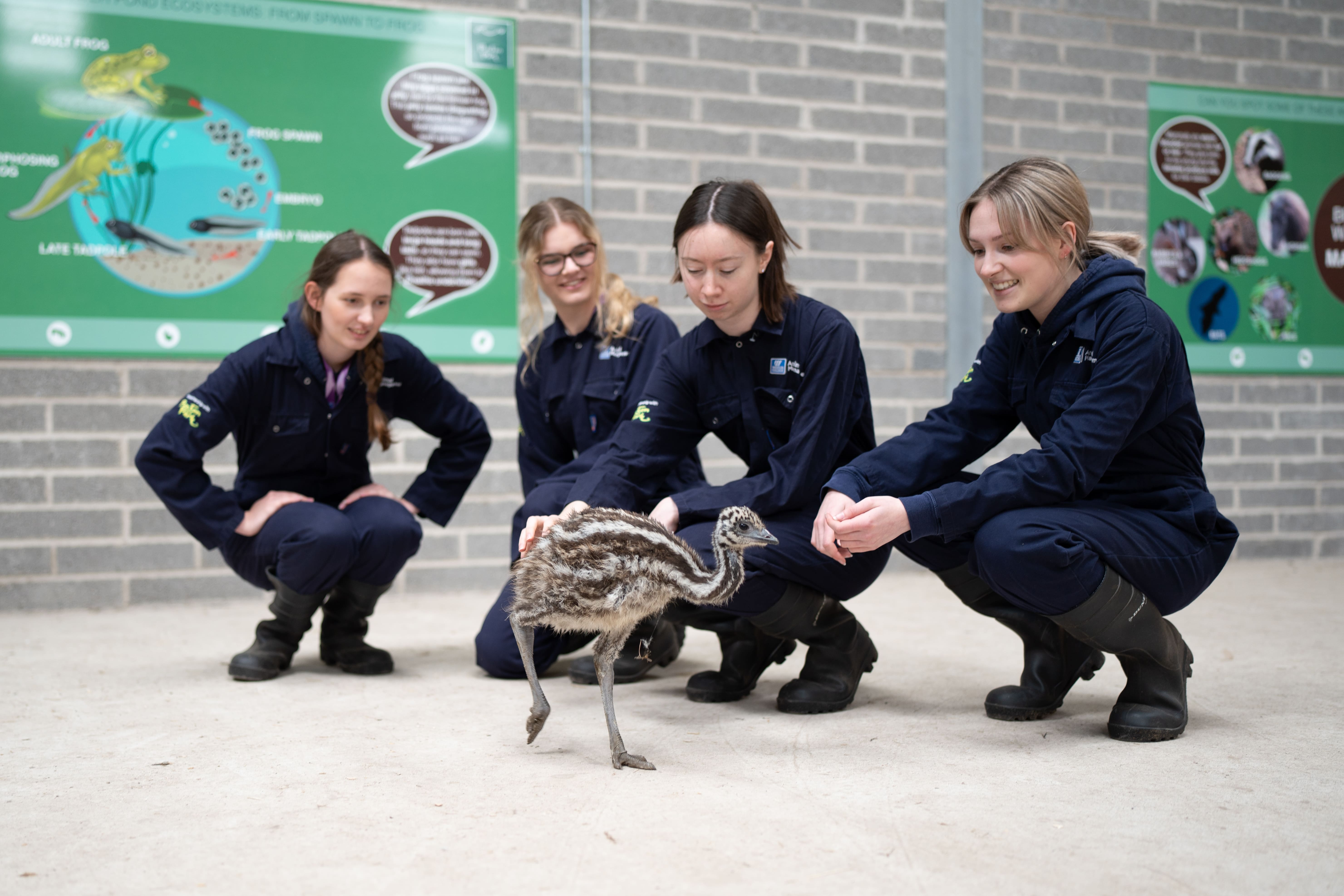 group of students look at baby emu