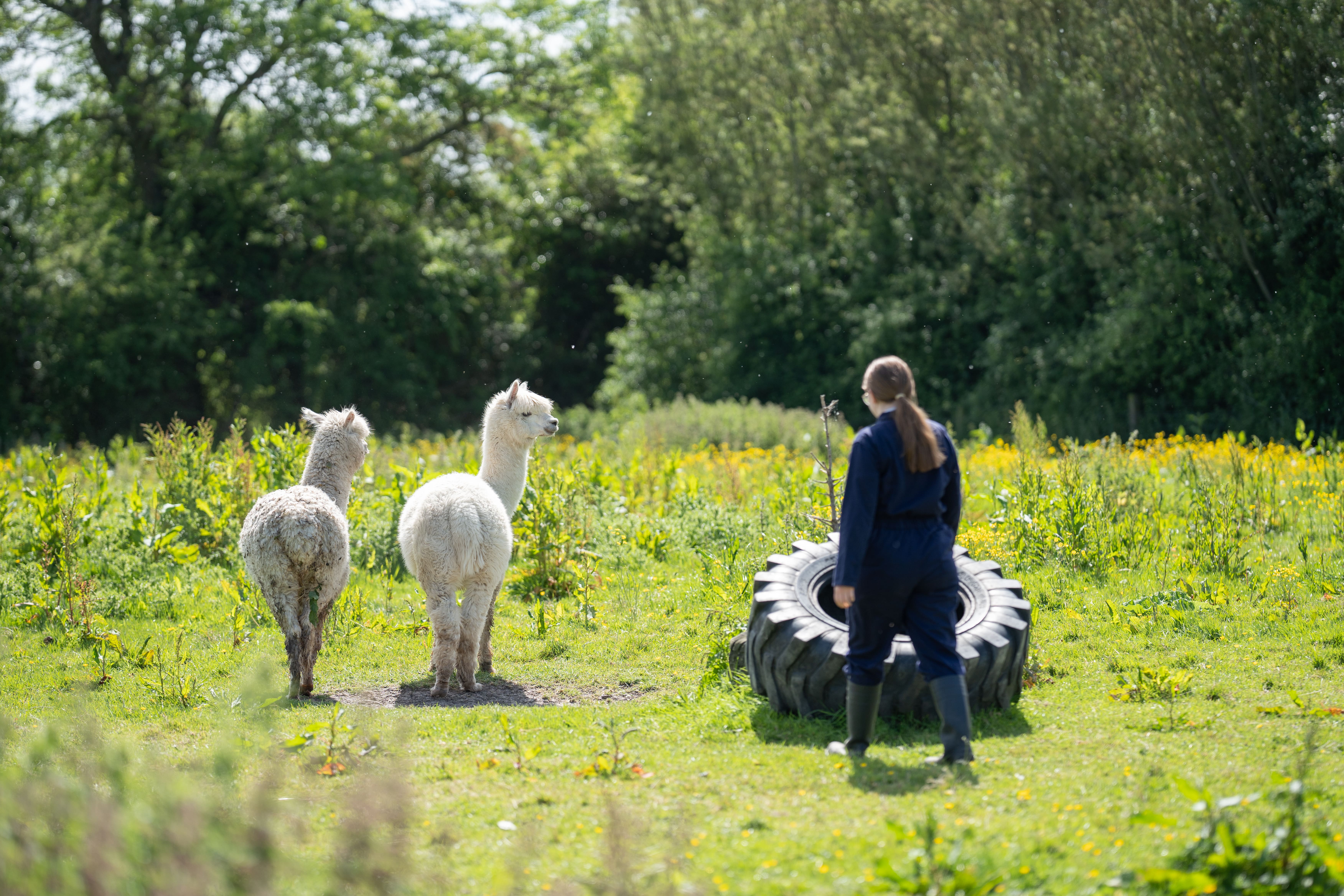studnets in a field with alpacas