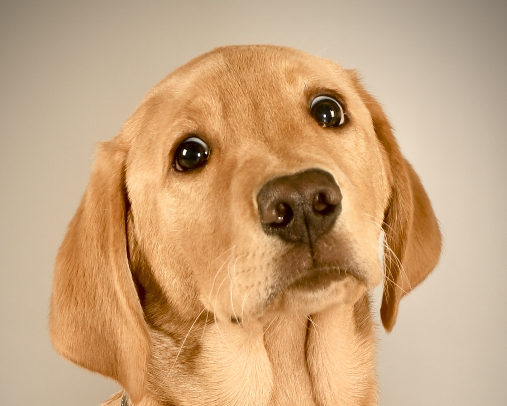 A dog photographed by a learner