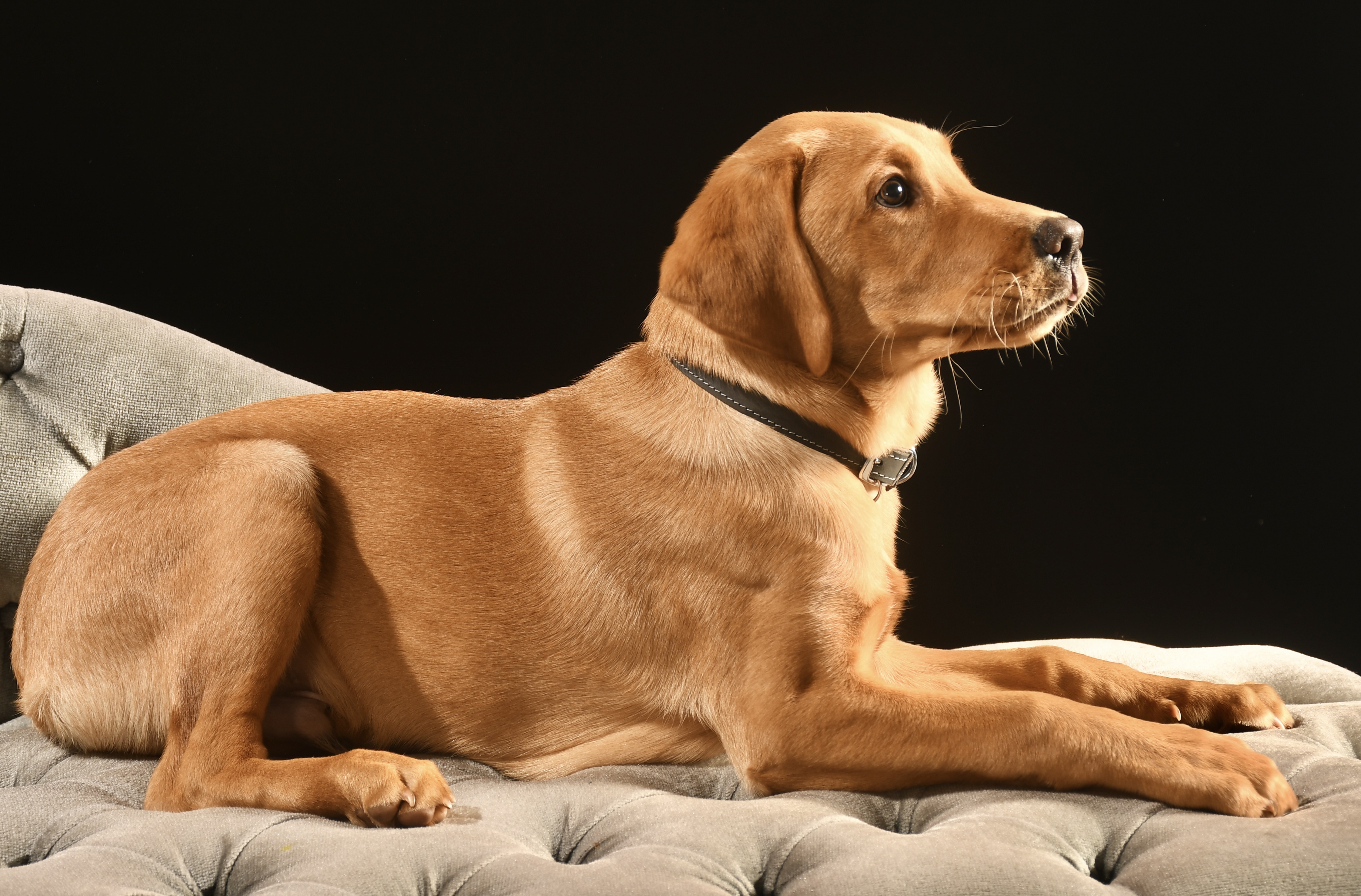 A dog photographed by a learner