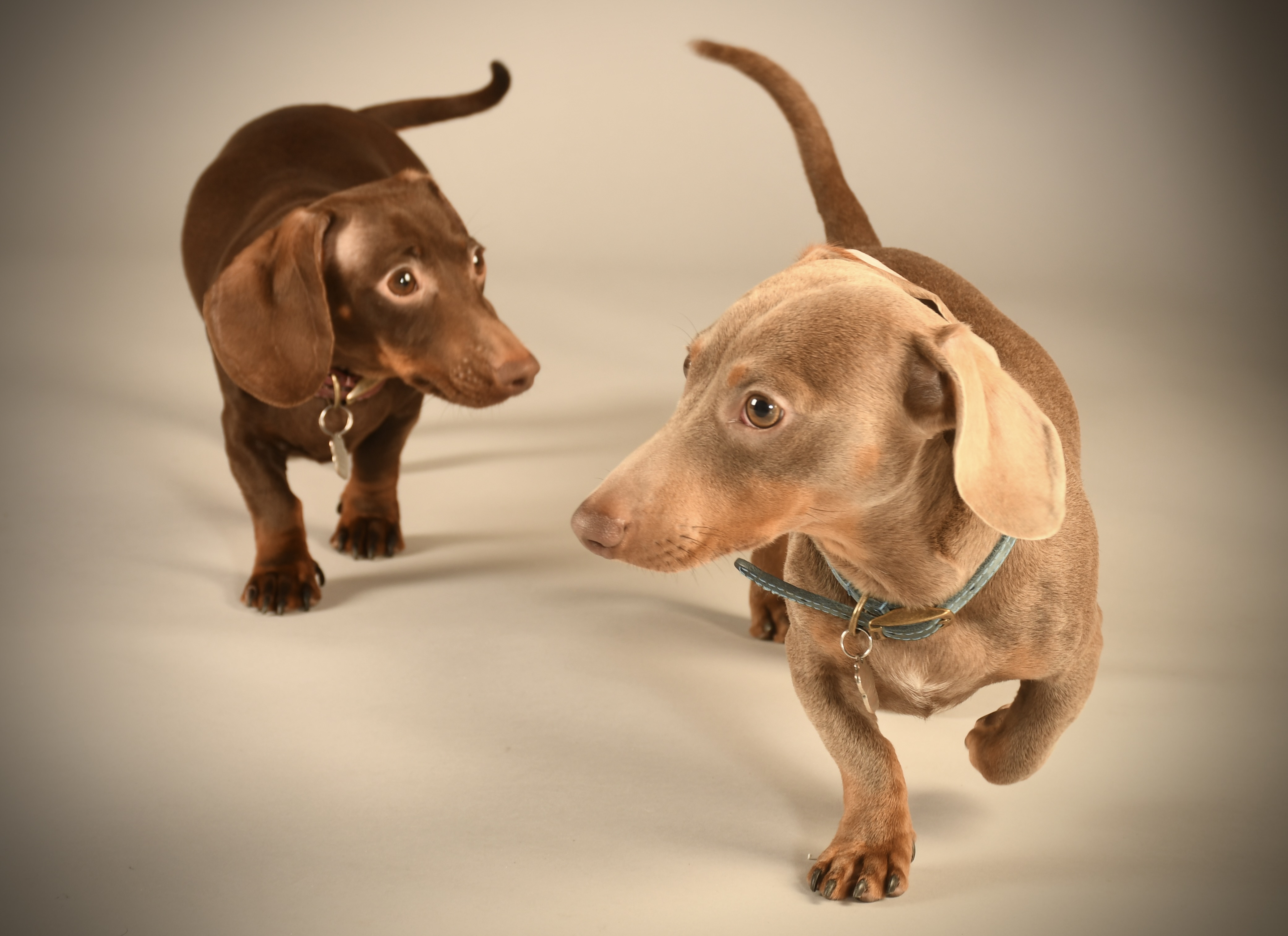 A dog photographed by a learner