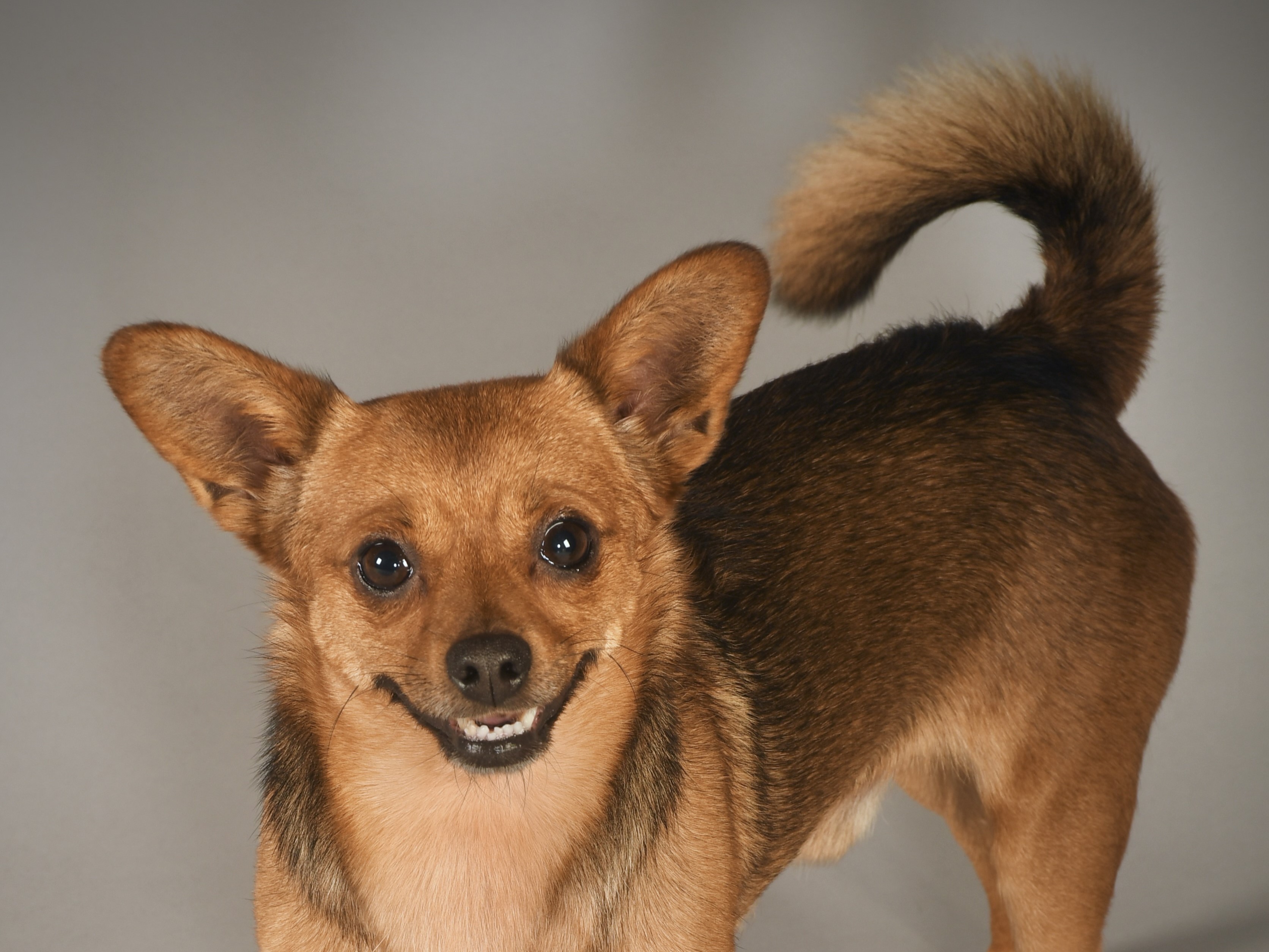 A dog photographed by a learner