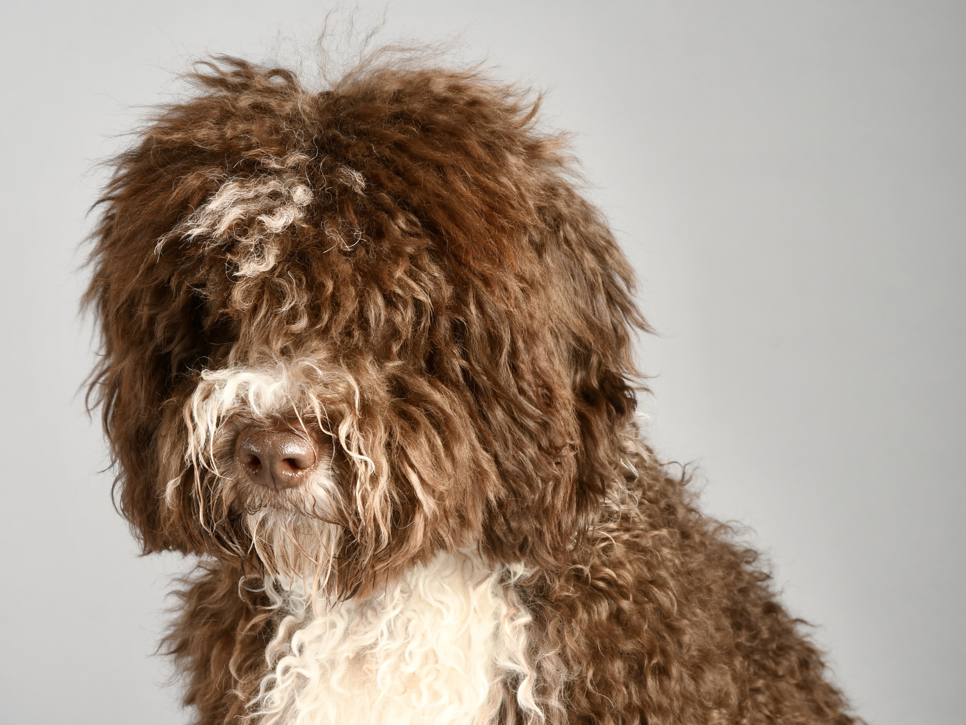 A dog photographed by a learner