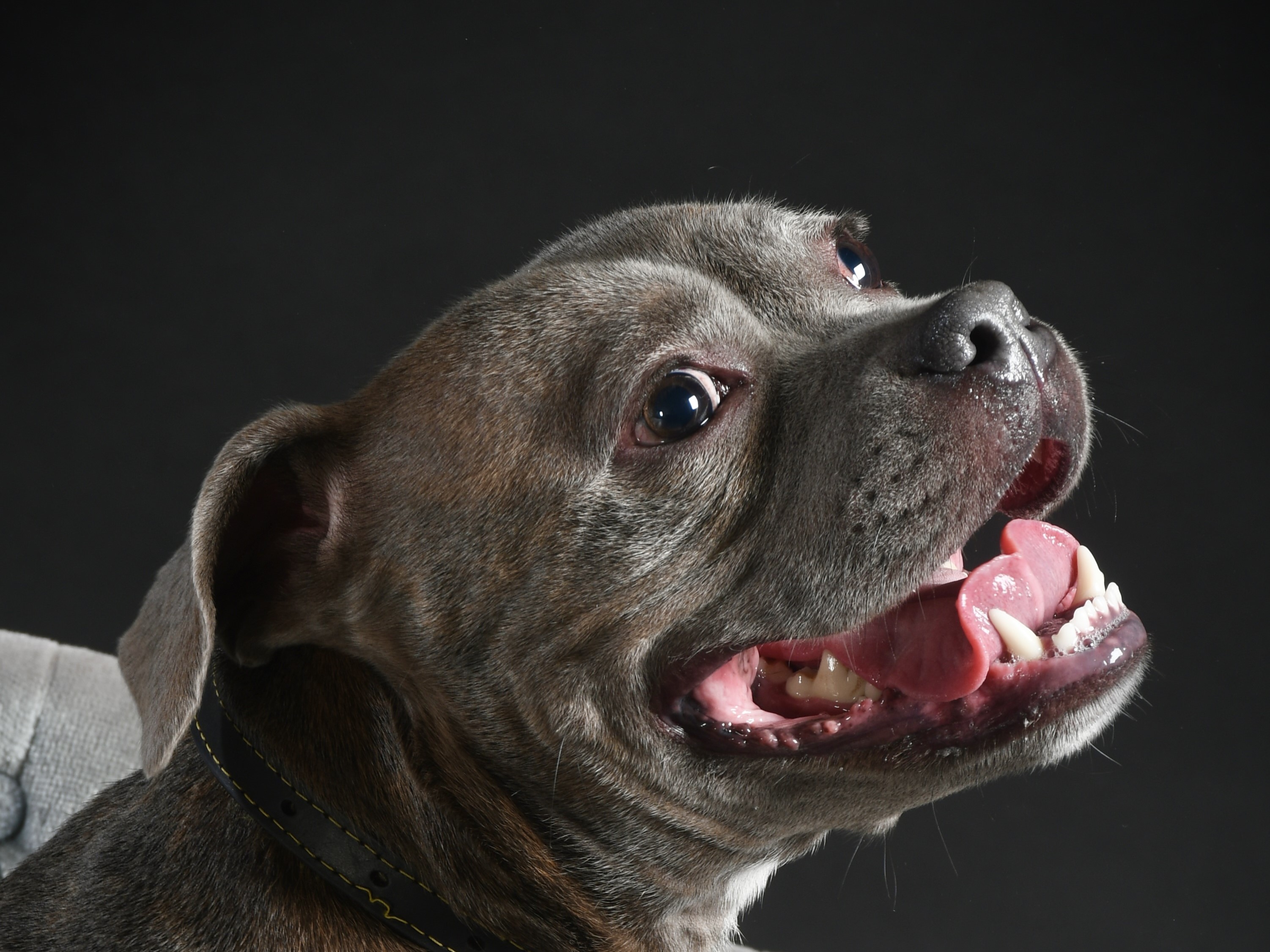 A dog photographed by a learner