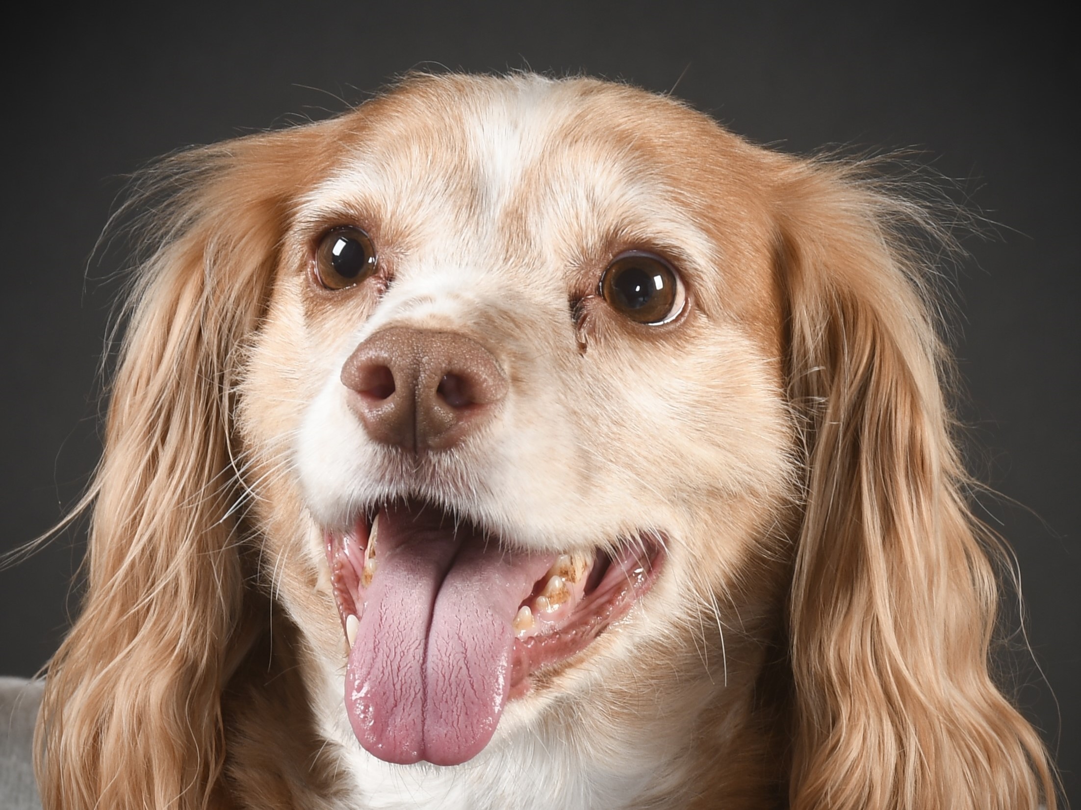 A dog photographed by a learner