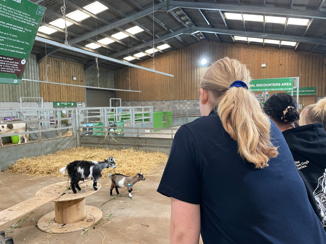 Animal Management student looking at goats