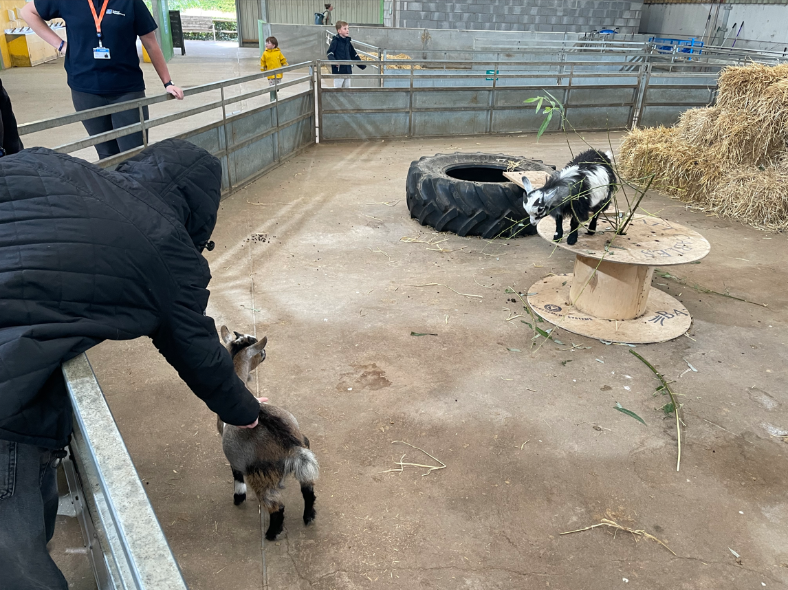 Animal Management stroking goats