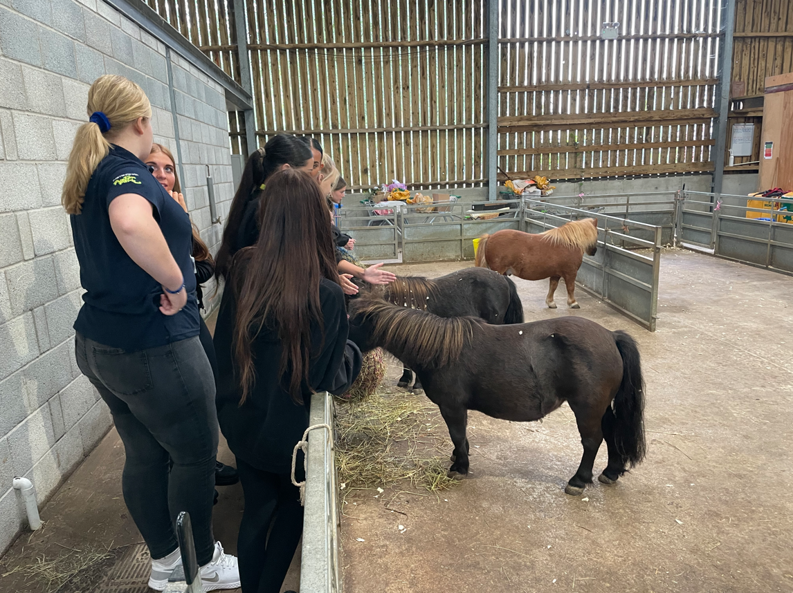 Animal Management stroking small horses