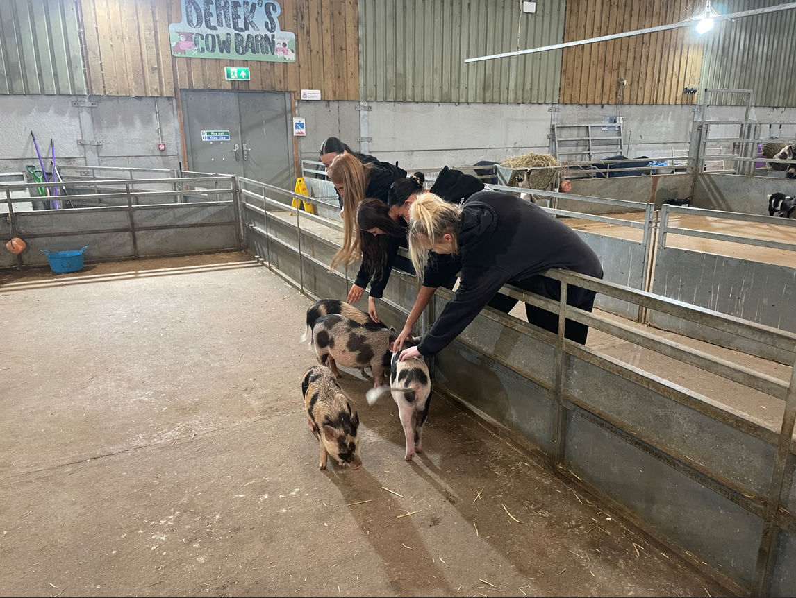 Animal Management stroking piglets