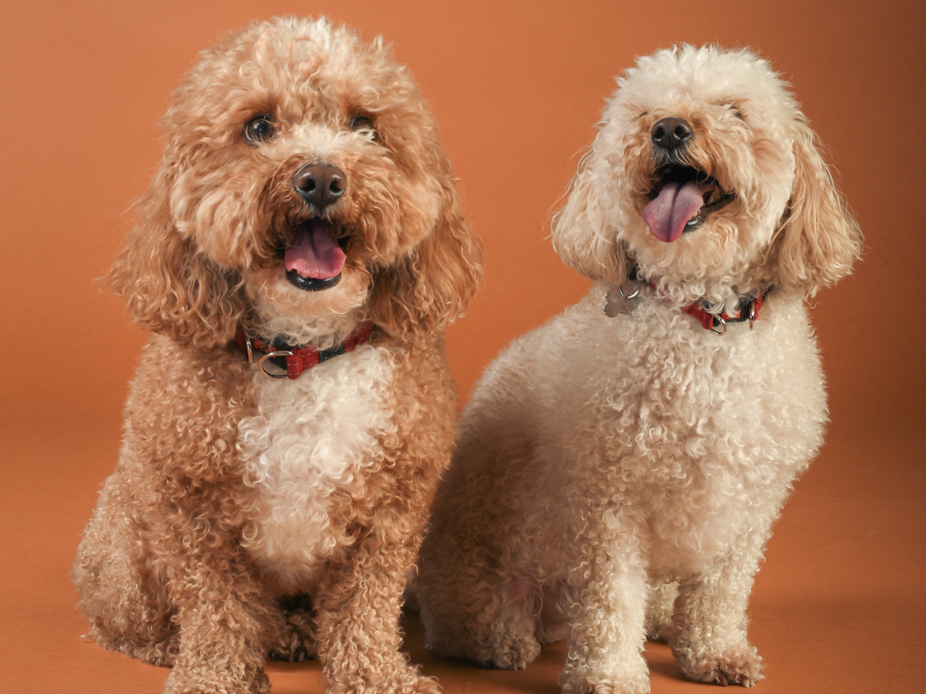 Photography Students Host Pet Photoshoot for the Public