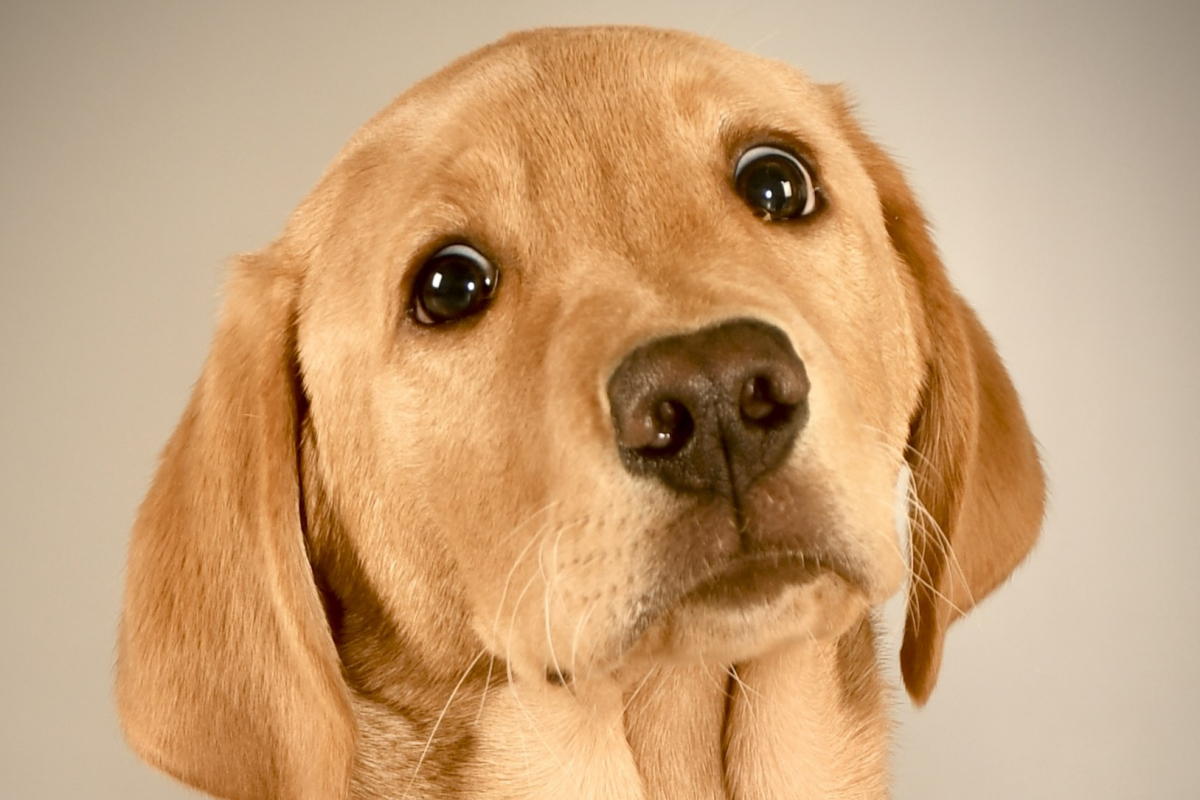 A dog photographed by a learner