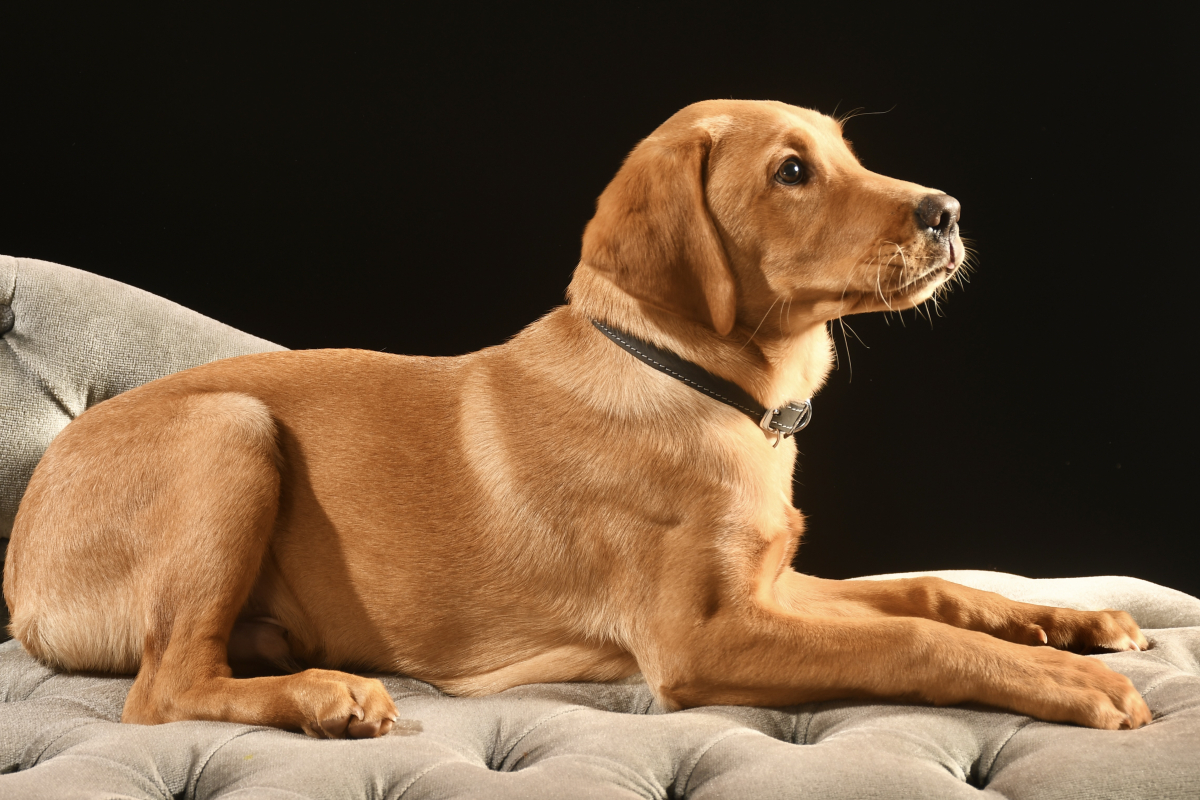 A dog photographed by a learner