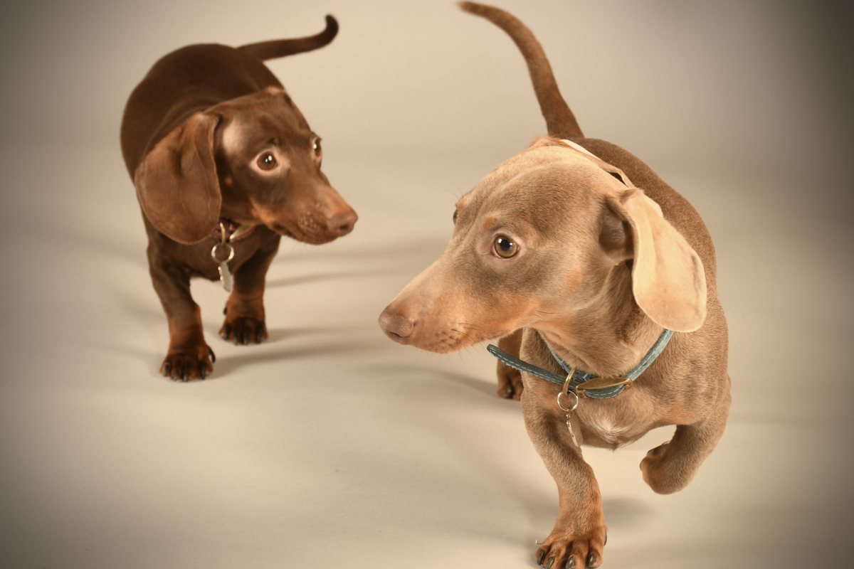 A dog photographed by a learner