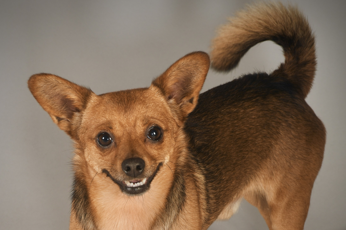 A dog photographed by a learner