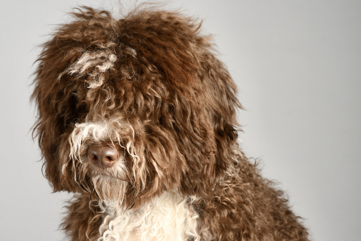 A dog photographed by a learner