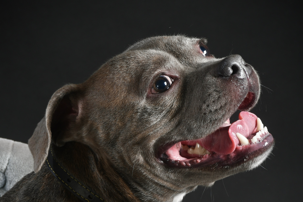A dog photographed by a learner
