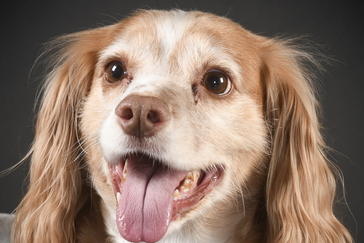 A dog photographed by a learner 