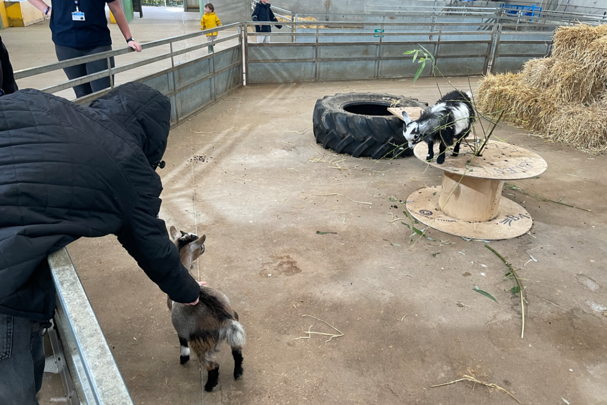 Animal Management stroking goats 