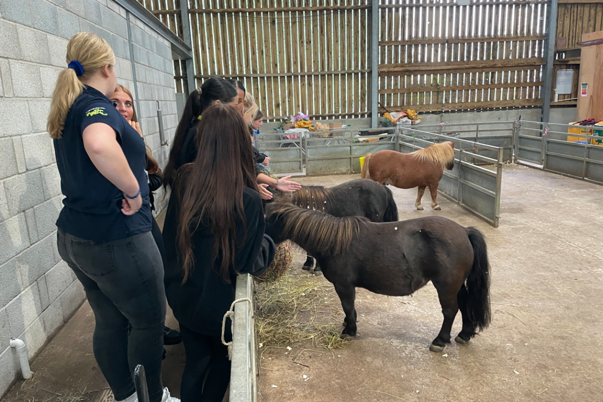 Animal Management stroking small horses 