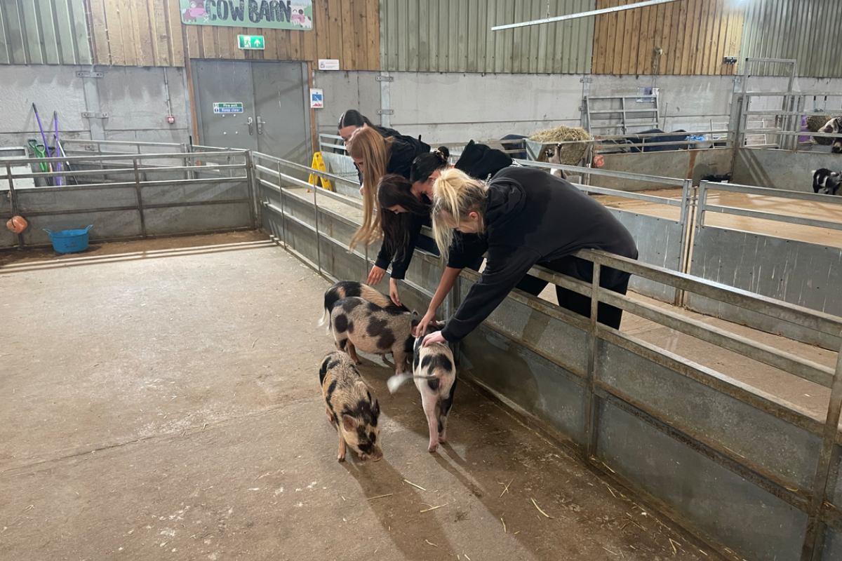 Animal Management stroking piglets 