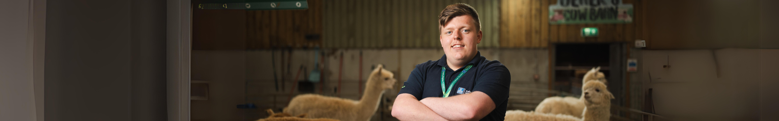 animal management student, declan, standing in front of alpaca pen