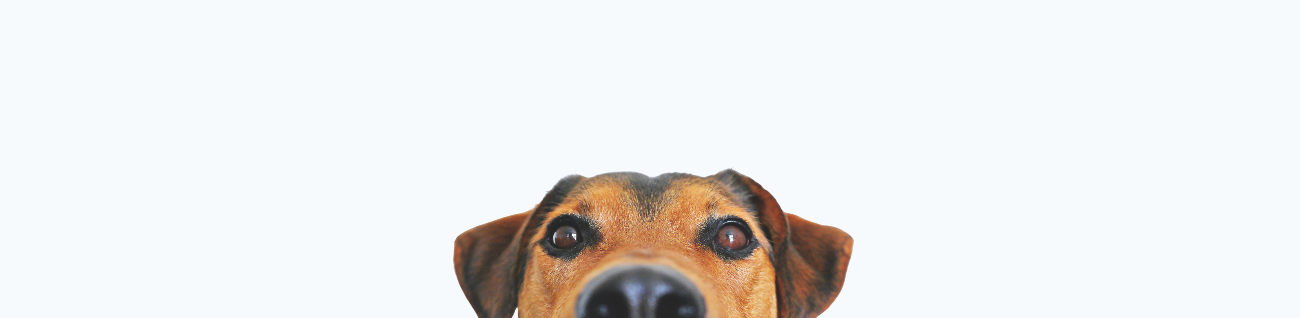 Jack Russel terrier in photography studio