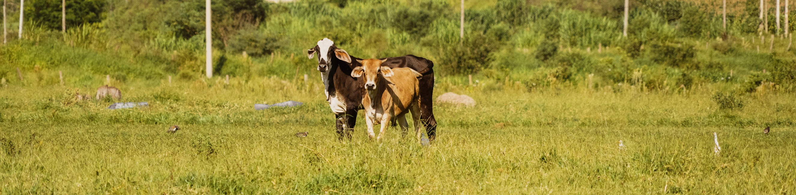 Cows at the farm