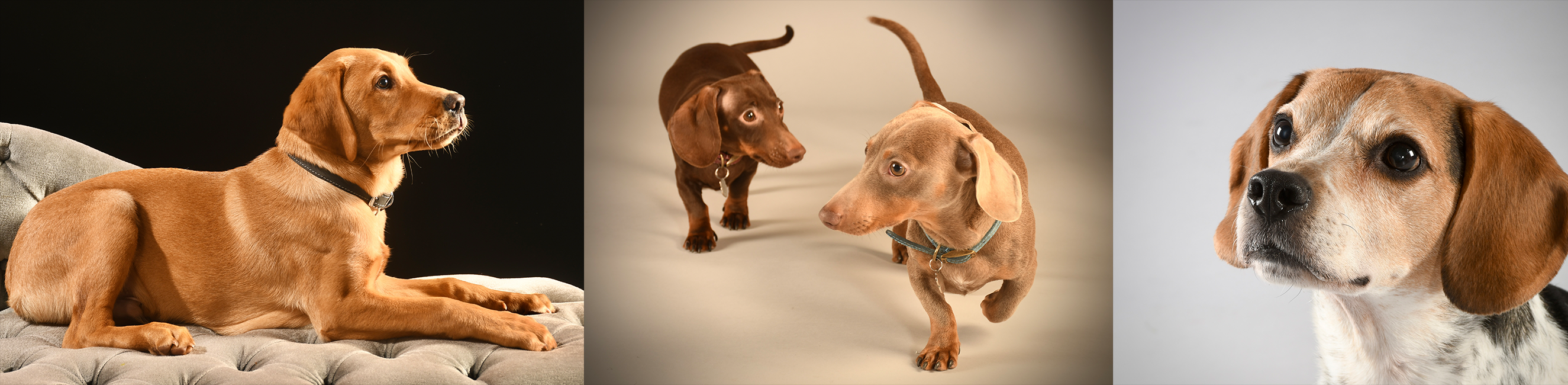 Four dogs that were photographed by learners