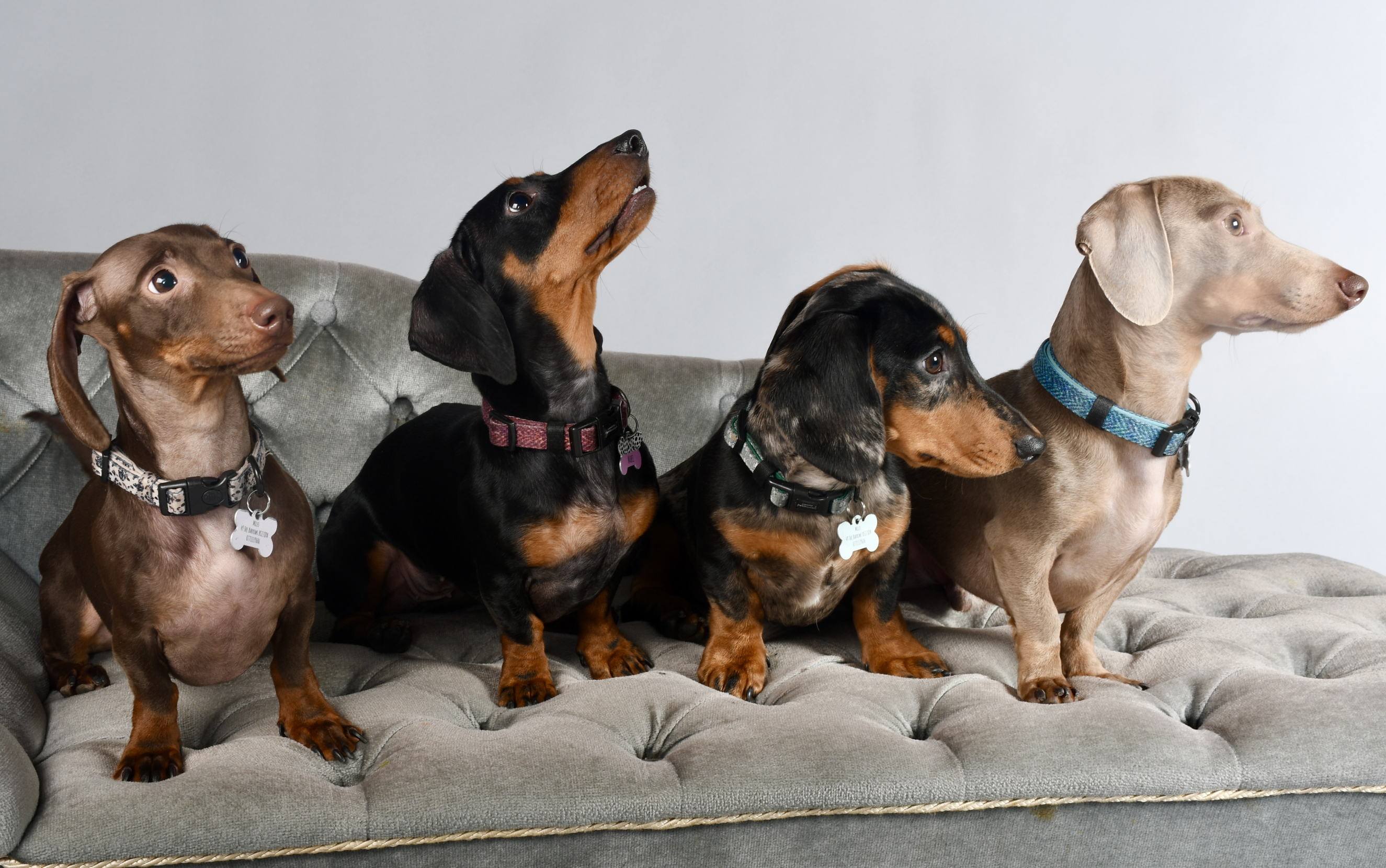 sausage dogs sat on a bench