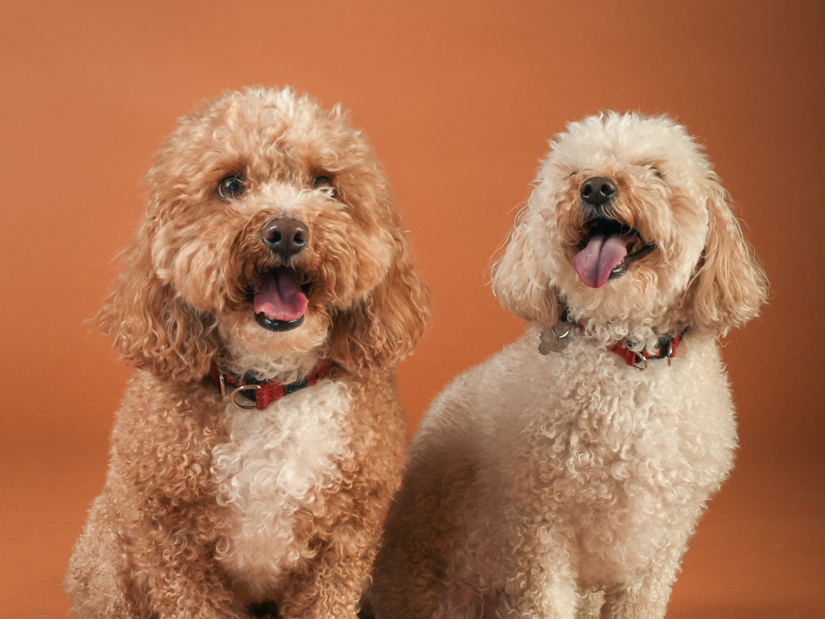 two dogs smiling at the camera