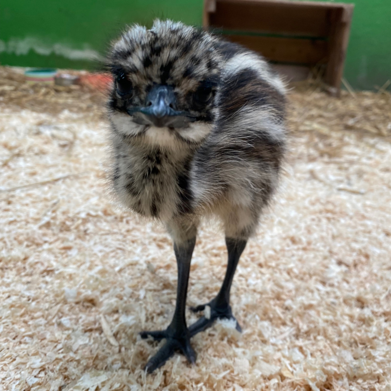baby emu chick stood on sawdust looking into camera