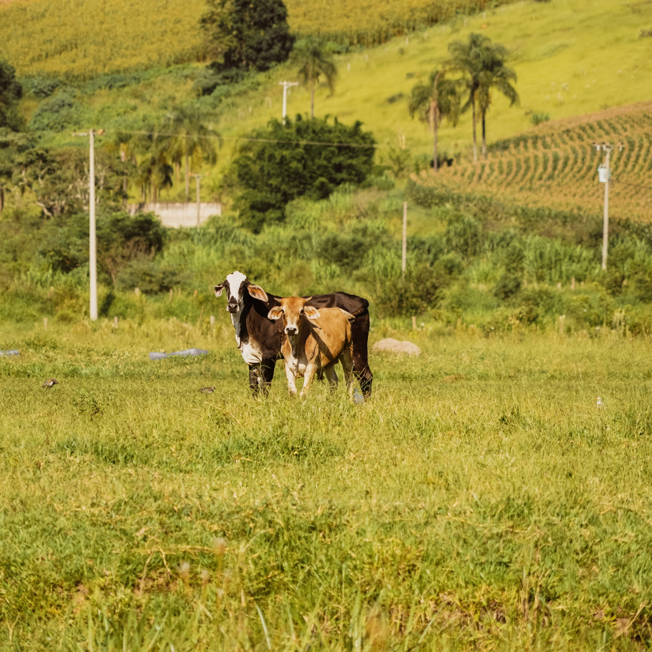 Cows at the farm