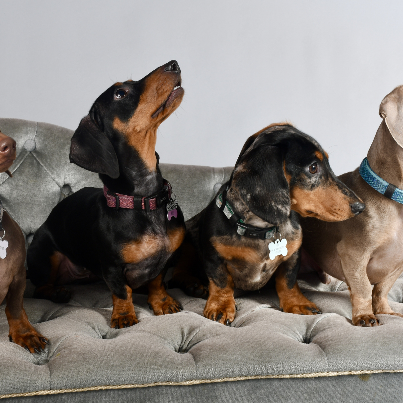 sausage dogs sat on a bench