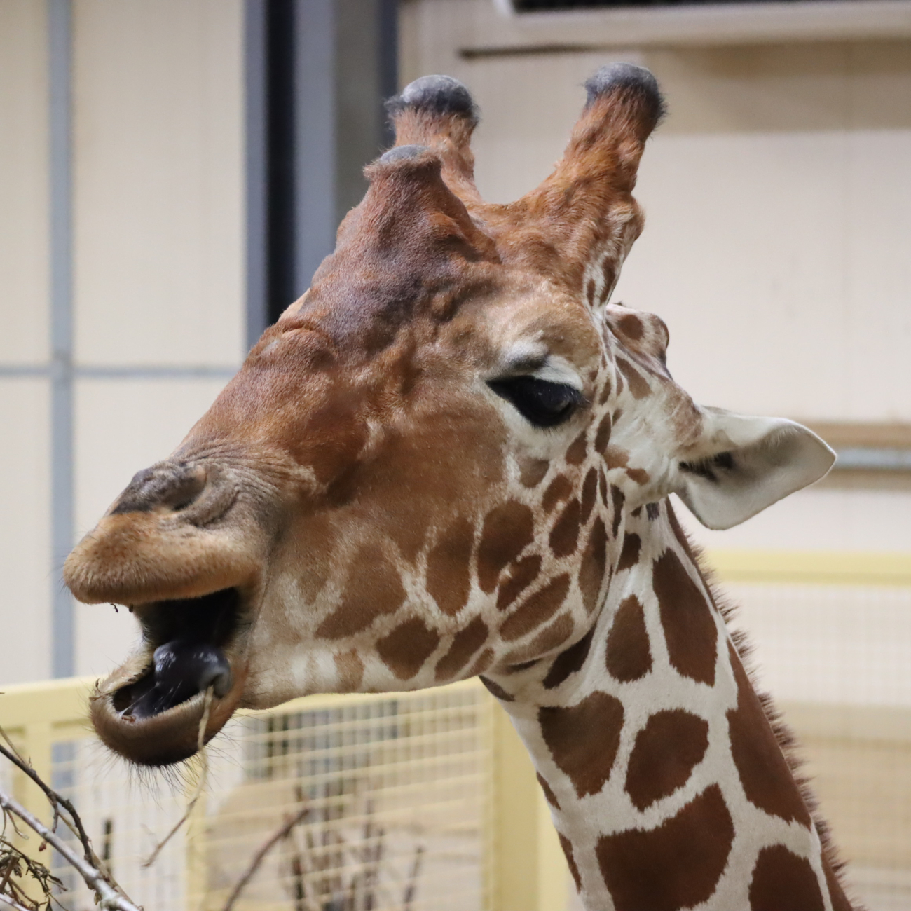 close up of giraffe eating