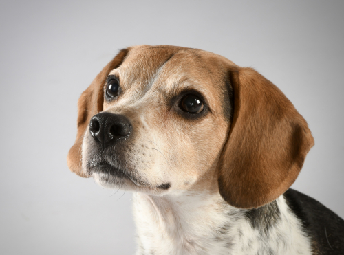 A dog photographed by a learner