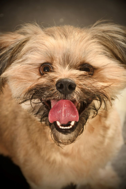 A dog photographed by a learner